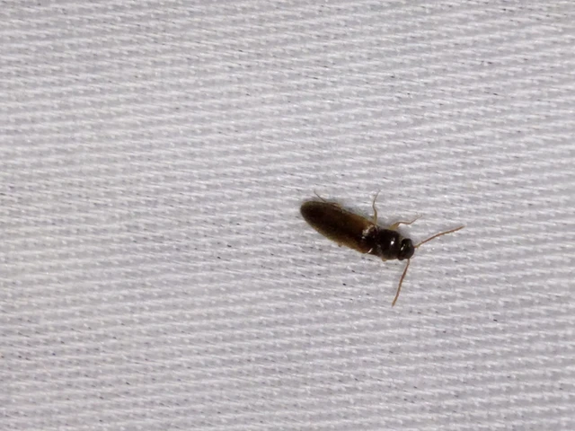 Adrastus