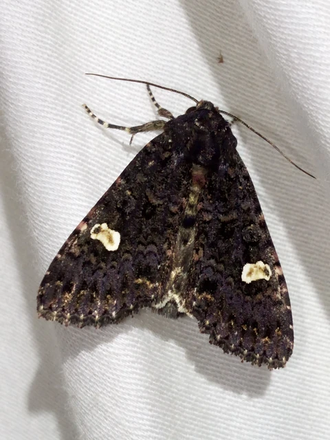 Melanchra persicariae - fehérfoltos kertibagoly