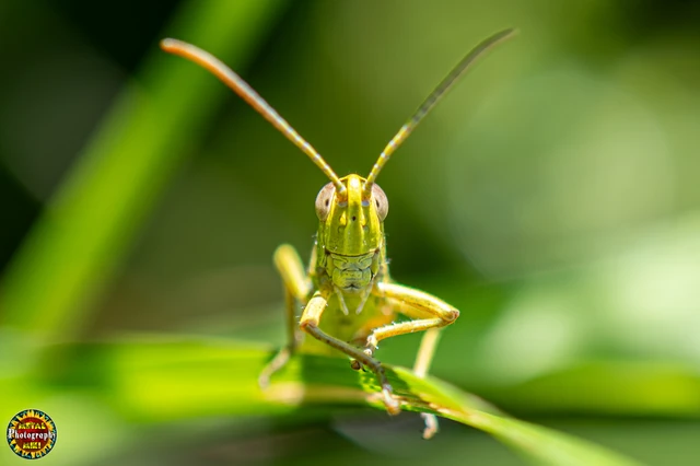 Pseudochorthippus parallelus - közönséges rétisáska