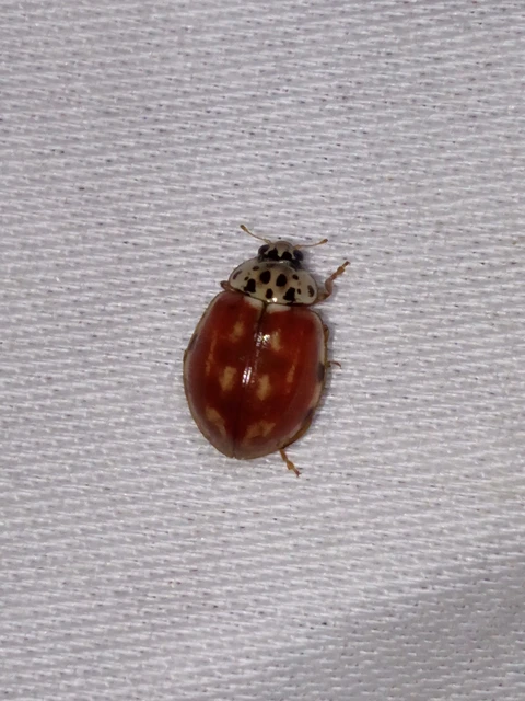 Harmonia quadripunctata - négypettyes katica