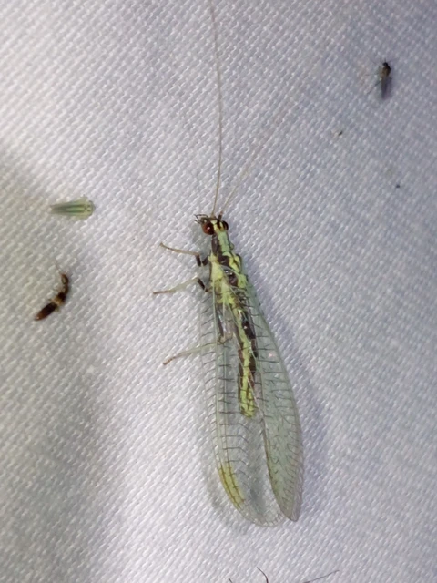 Chrysopa dorsalis Chrysopa dorsalis