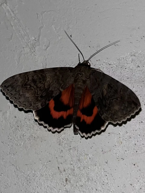 Catocala nupta - piros övesbagoly