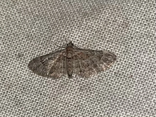 Gymnoscelis rufifasciata - vöröscsíkos törpearaszoló