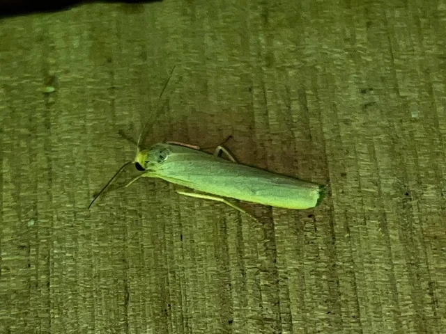 Eilema complana - közönséges zuzmószövő