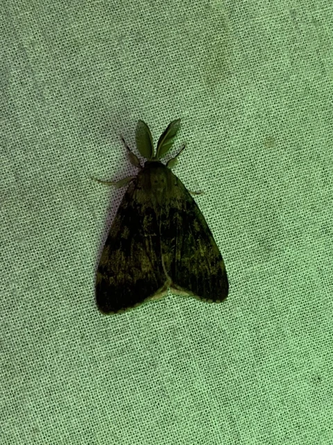 Lymantria dispar - gyapjaslepke