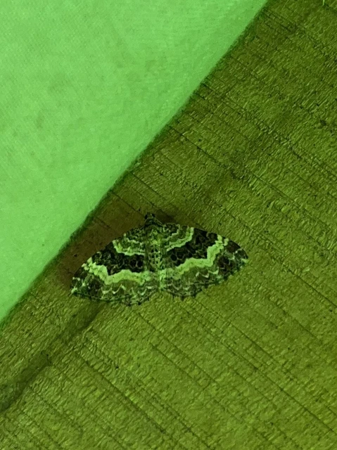 Epirrhoe alternata - galaj-tarkaaraszoló