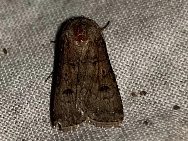 Agrotis segetum - vetési földibagoly