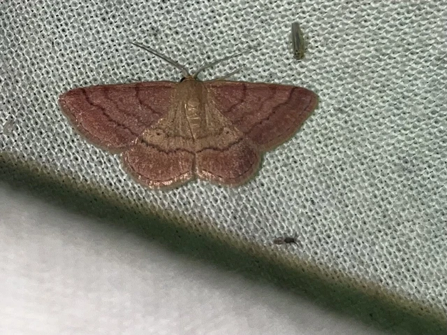 Scopula rubiginata - réti pirosaraszoló