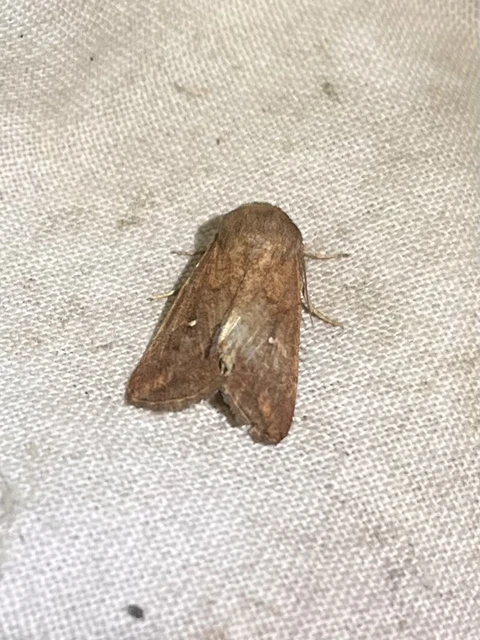 Mythimna albipuncta - fehérpettyes rétibagoly