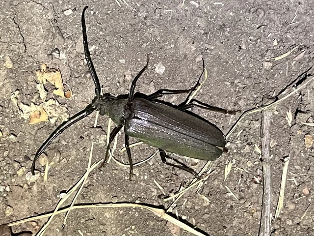 Aegosoma scabricorne - diófacincér