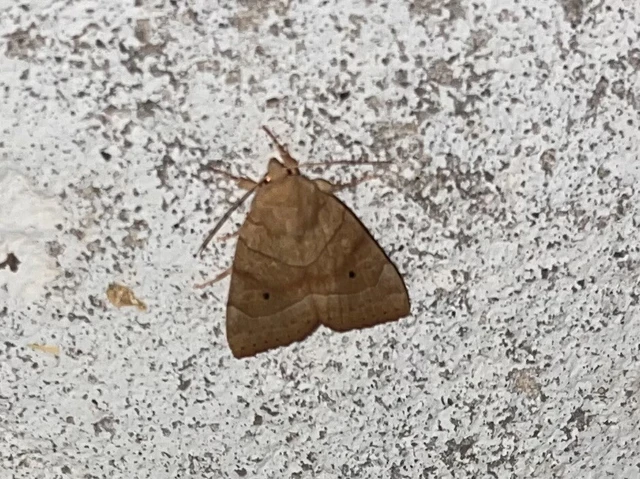 Cosmia trapezina - közönséges lombbagoly
