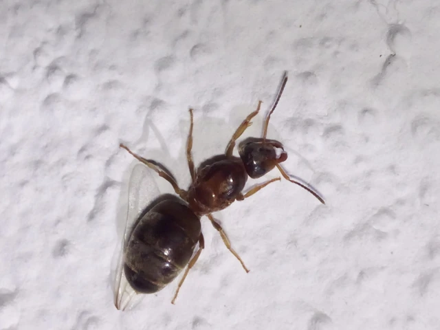 Lasius emarginatus - vöröstorú feketehangya
