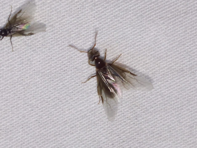 Lasius