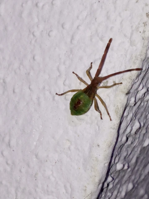 Gonocerus