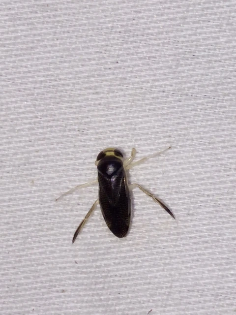 Corixidae - búvárpoloskák Corixidae - búvárpoloskák
