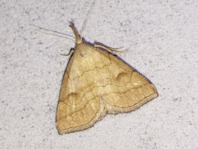 Polypogon gryphalis - láperdei karcsúbagoly