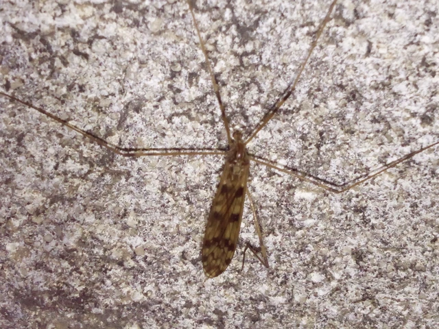 Diptera - Kétszárnyúak