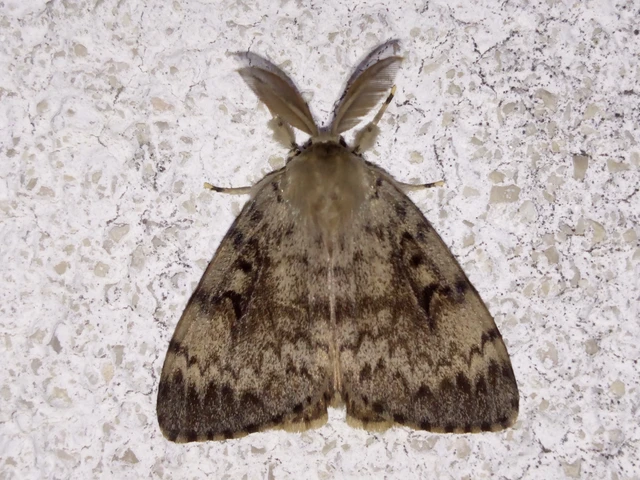 Lymantria dispar - gyapjaslepke