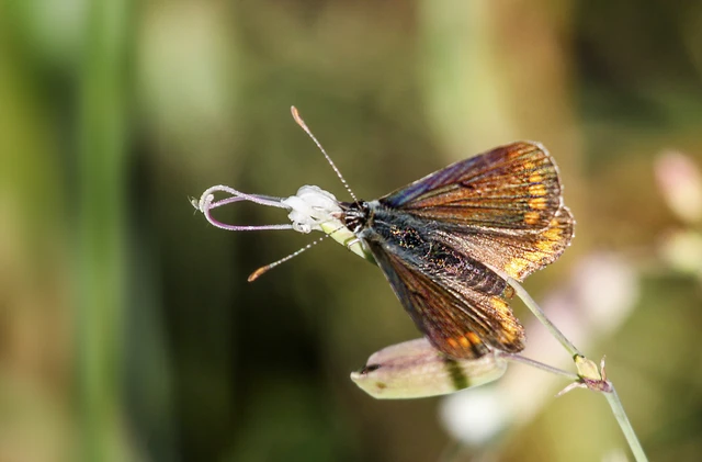 Aricia agestis - szerecsenboglárka