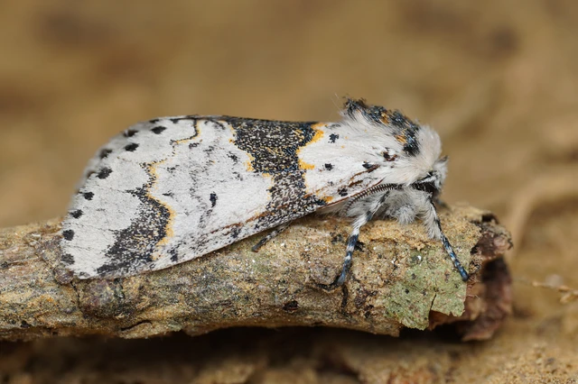 Furcula bicuspis - apáca-púposszövő