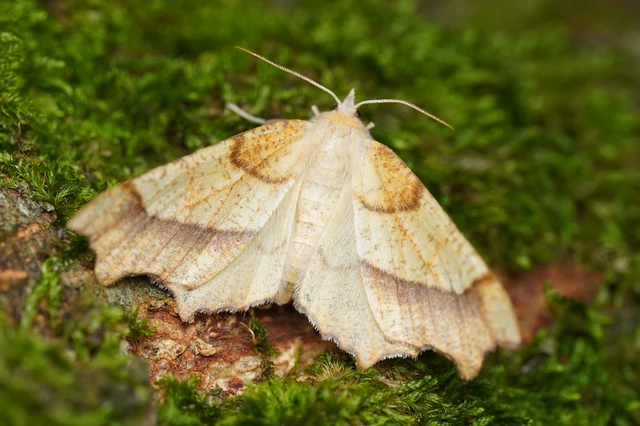 Ennomos quercinaria - tölgyfa-levélaraszoló