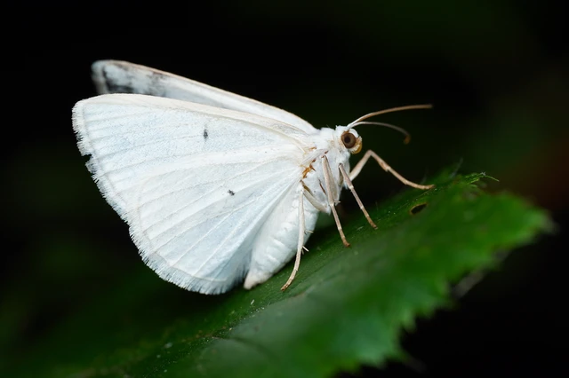 Lomographa temerata - foltos fehéraraszoló