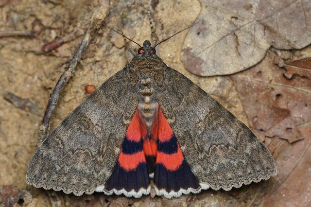 Catocala nupta - piros övesbagoly