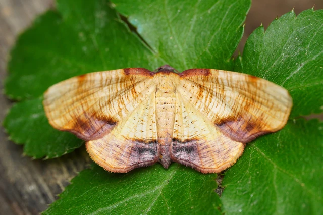 Plagodis dolabraria - baltaszárnyú araszoló