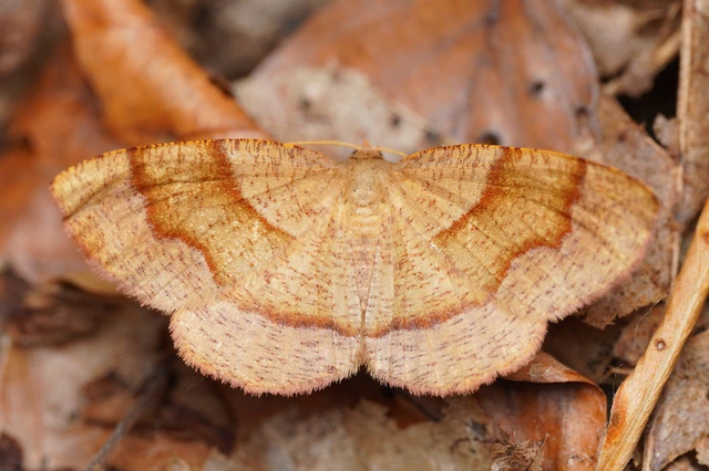 Plagodis pulveraria - szemcsés araszoló