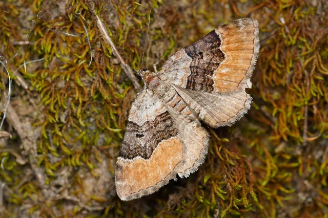Xanthorhoe quadrifasiata - négysávos tarkaaraszoló