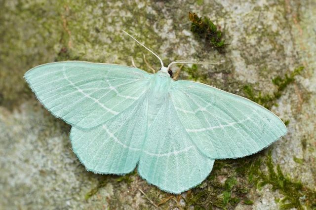 Hemistola chrysoprasaria - kékes zöldaraszoló