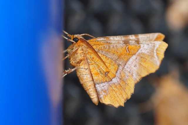 Selenia tetralunaria - négyfoltos holdasaraszoló