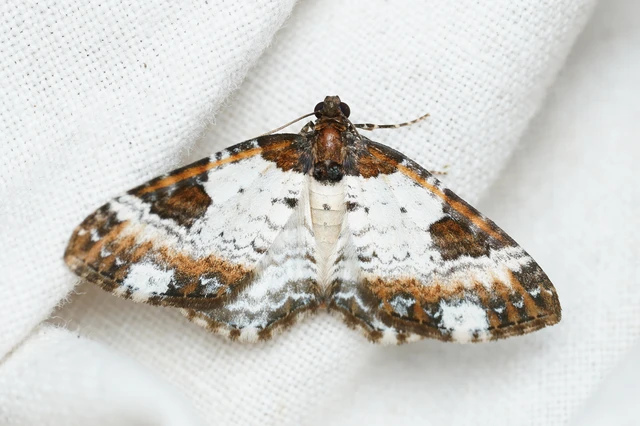 Melanthia procellata - hullámos tarkaaraszoló
