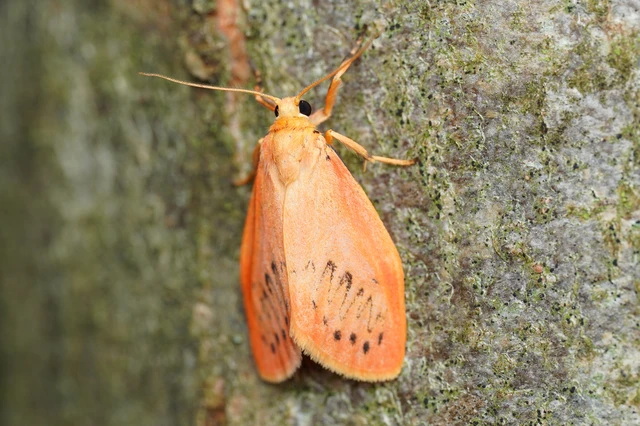 Miltochrista miniata - piros medvelepke