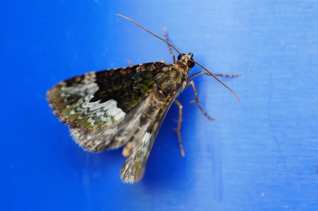 Euphyia biangulata - szegletes tarkaaraszoló