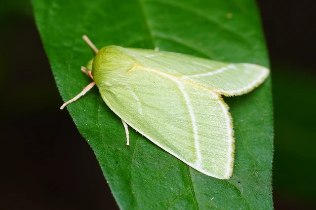 Pseudoips prasinana - bükkfa-zöldbagoly