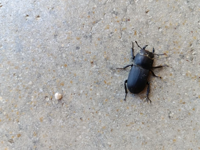Dorcus parallelipipedus - kis szarvasbogár