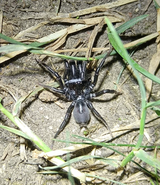 Araneae - Pókok