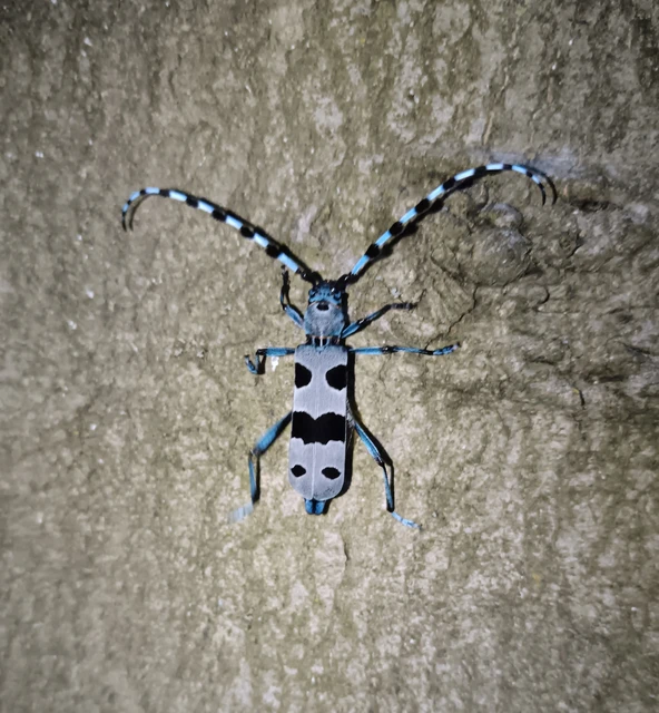 Rosalia alpina - havasi cincér