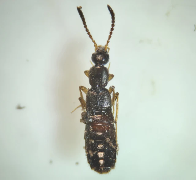 Staphylinidae - holyvafélék