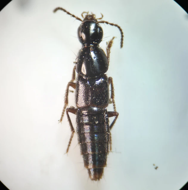 Staphylinidae - holyvafélék