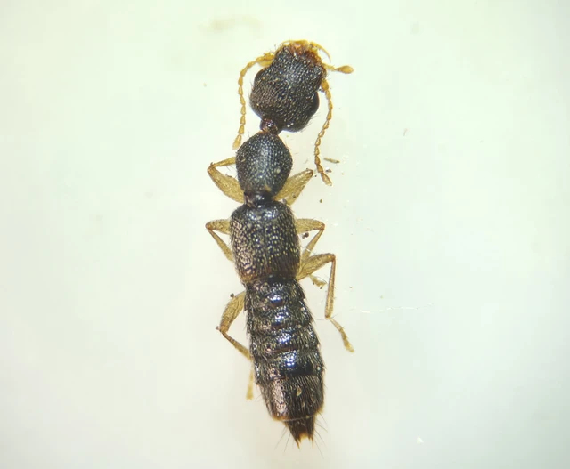 Staphylinidae - holyvafélék