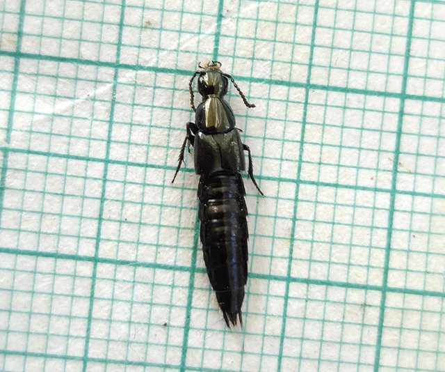 Staphylinidae - holyvafélék