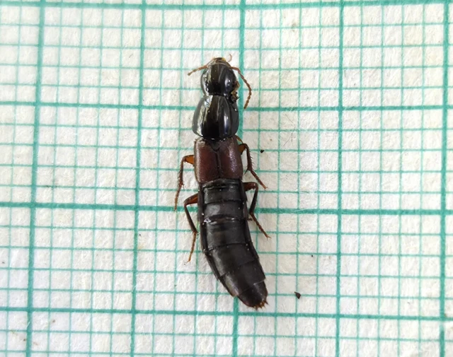 Staphylinidae - holyvafélék