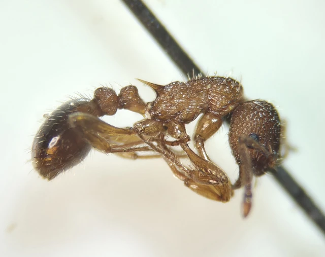 Myrmica sabuleti - gyakori bütyköshangya