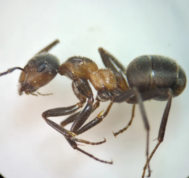Formica pratensis - réti vöröshangya
