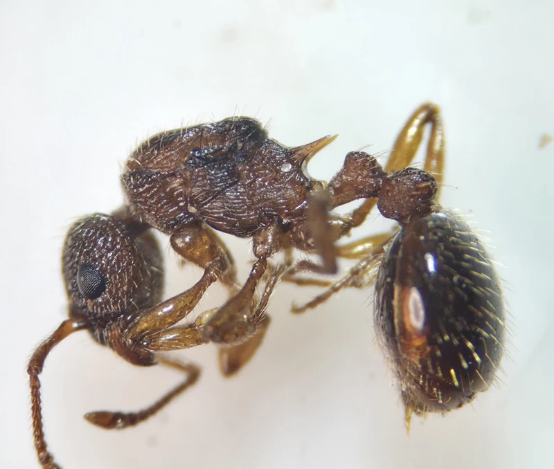 Myrmica specioides - pusztai bütyköshangya