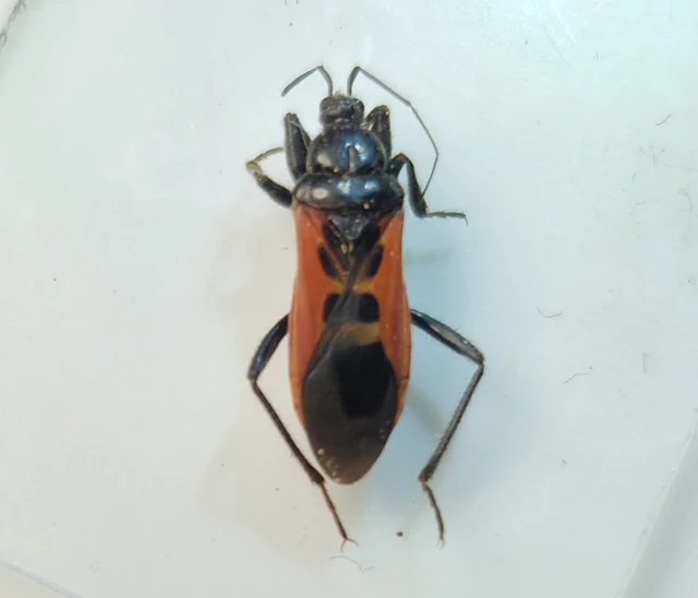 Peirates hybridus - foltos rablópoloska