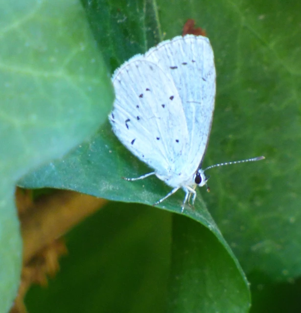 Celastrina argiolus - bengeboglárka