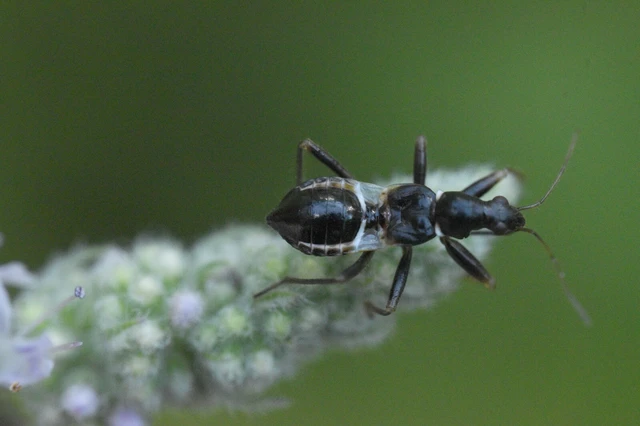 Himacerus mirmicoides - csalán-tolvajpoloska